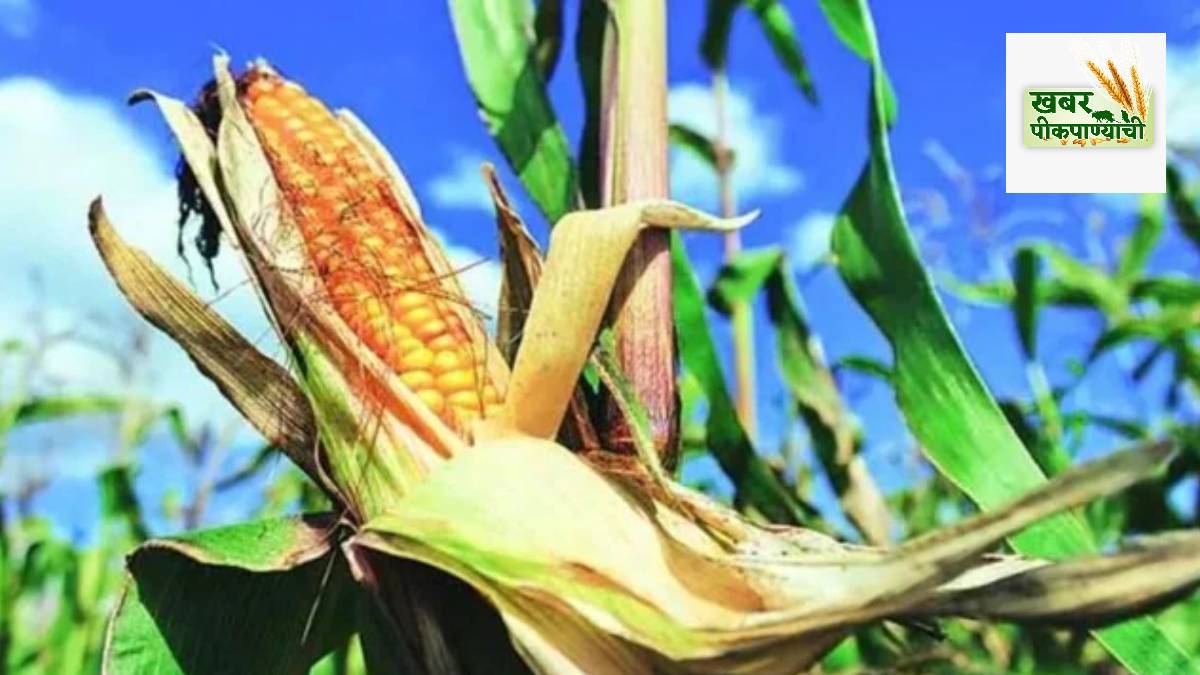 Corn cultivation Farmers E20 Ethanol Policy Central government