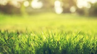 maharashtra-grasslands-history-new-scientific-study