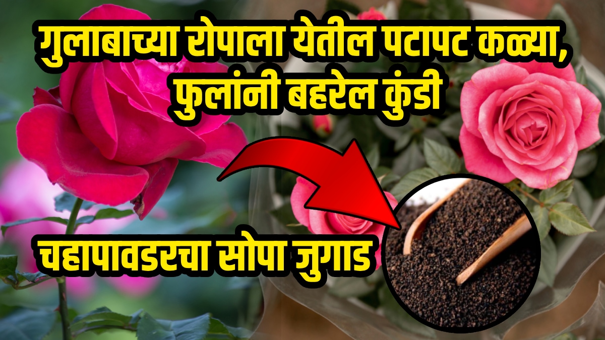 rose flower growing tips in marathi gulab khat home remedy with chai ...