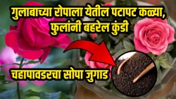गुलाबाच्या रोपाला येतील पटापट कळ्या, फुलांनी बहरेल कुंडी; चहापावडरचा ‘हा’ सोपा जुगाड करून पाहाच, लगेच दिसेल परिणाम…