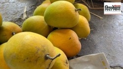 कोकणच्या हापूस आंब्यावर गुजरातचा दावा कसा?