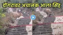 पर्यटन स्थळी जंगलाच्या राजाची एन्ट्री! शिड्या चढताच लोकांनी ठोकली धूम; गुजरातमधील थरारक VIDEO व्हायरल