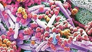 Role of microbes in human immunity