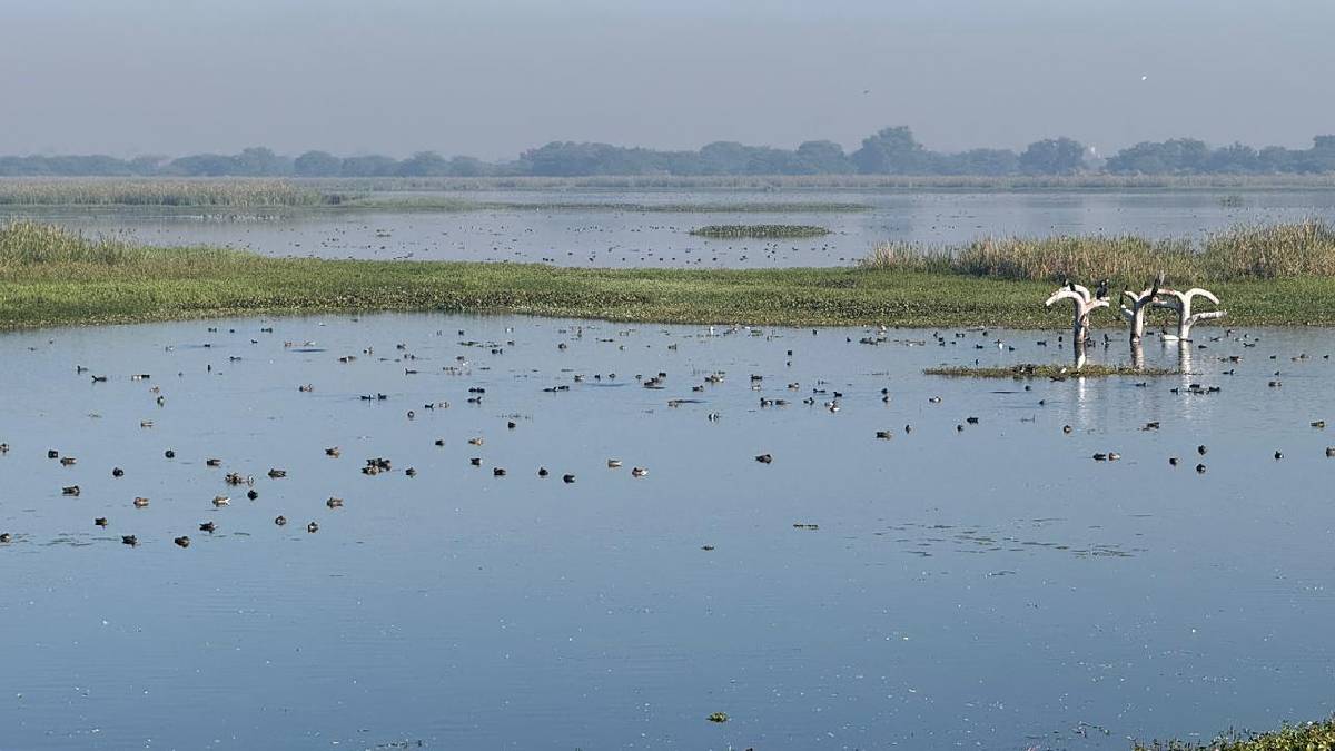 Nandurmadhyameshwar under siege by 'foreign guests'