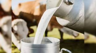 Demand for boiling milk peaks in the city with temperatures dropping to 10.8 degrees