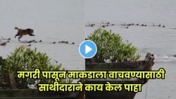 माणसांनाही लाजवेल अशी मैत्री, मगरींपासून साथीदाराला वाचवण्यासाठी माकडांनी लावलं डोकं; पाहून सगळेच झाले थक्क, पाहा VIDEO