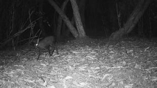 musk-deer-neora-valley-national-park