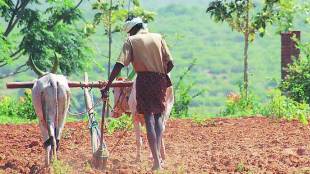 Yel Amavasya Festival Latur Dharashiv Celebration Traditional Ambil Bhajji Marathwada Agriculture Farmers Vanbhojan