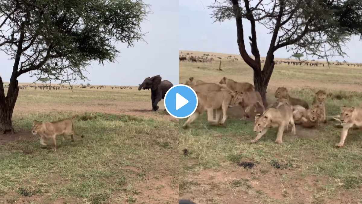When an elephant walks in, even the king of the jungle steps back. Nature decides the real power.