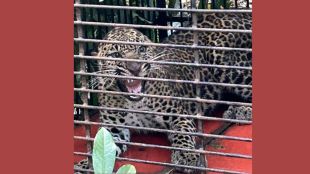 sindhudurg-phondaghat-leopard-cub-captured