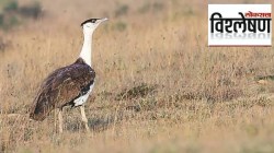 २०२५ मध्ये जगातील ‘या’ प्रजाती नामशेष घोषित!… कारणे काय?