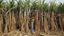 ऊसदर जाहीर न करण्यात फलटणच्या कारखान्यांची आघाडी; शेतकऱ्यांमध्ये खदखद; शेतकरी संघटनांची आंदोलनाची तयारी