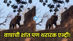 अचानक वाघराजांची रॉयल एन्ट्री… गर्व, शांतता आणि ताकद वाघाच्या चालीनं दाखवली सत्ता; एकदा जंगलातील ‘हा’ Video पाहा, जंगलाचा सम्राट कसा अवतरला!