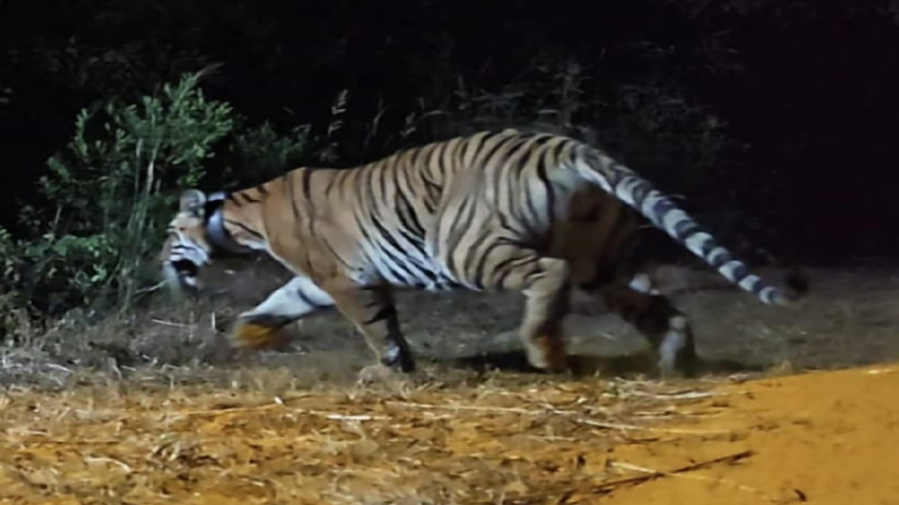 young tigress shifted from tadoba to sahyadri wildlife project
