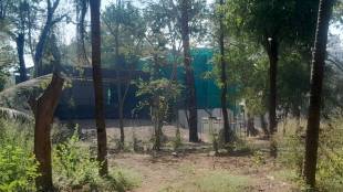 Mira Bhayander Tree Felling | मिरा-भाईंदर वृक्षतोड वर्सोवा घोडबंदर विकास प्रकल्प पर्यावरण