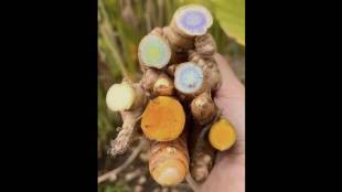 Turmeric is not just yellow; green, blue, and white varieties are also found