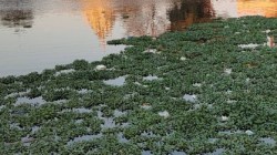 पवई तलावात पुन्हा जलपर्णीचा विळखा; प्रशासनाचे लक्ष वेधण्यासाठी ‘स्पॉट दि लेक’ मोहीम