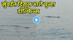मुंबईच्या समुद्रात पुन्हा डॉल्फिन्सची एंट्री! वरळी सी फेसवर ५ वर्षांनंतर दुर्मिळ दृश्य, VIDEO सोशल मीडियावर व्हायरल