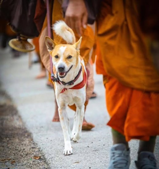 Aloka-Peace-Dog-Buddhism