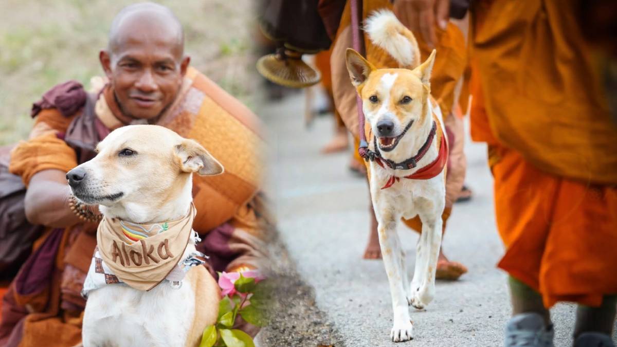 Aloka the Peace Doga peace ambassador in America Walk for Peace