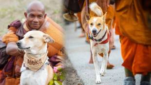 Aloka the Peace Doga peace ambassador in America Walk for Peace