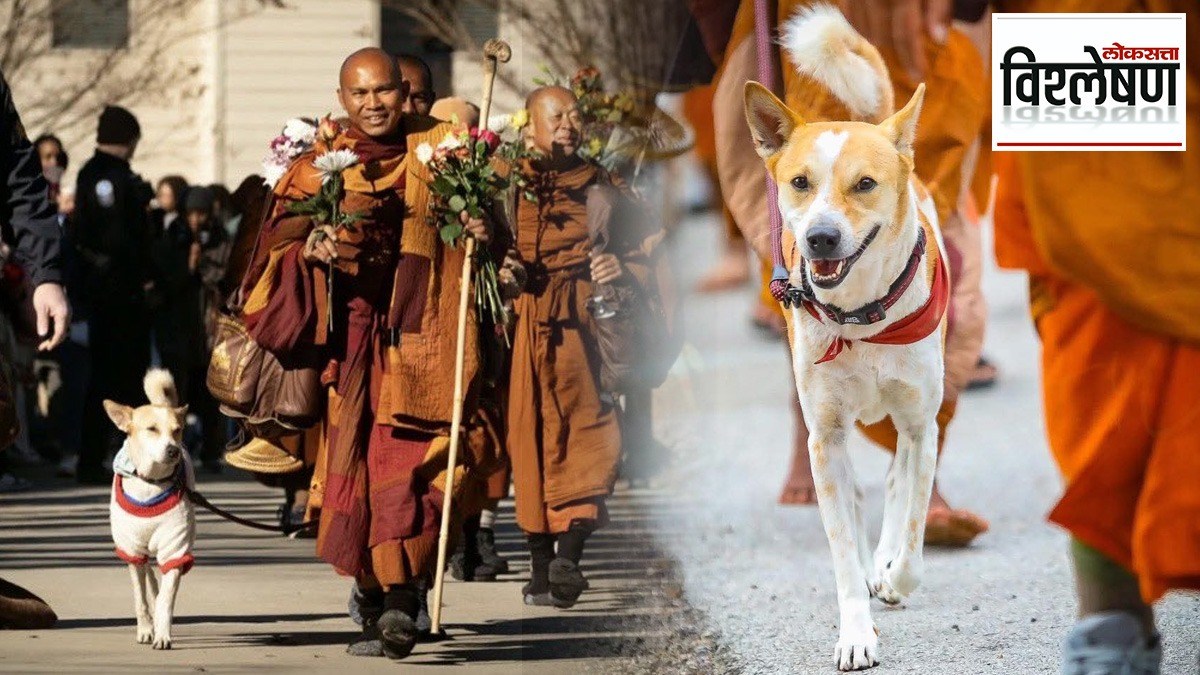 Peeec Explained Aloka Peace Dog: भारतीय भटका कुत्रा आलोका, कसा झाला अमेरिकेतील शांतता ...