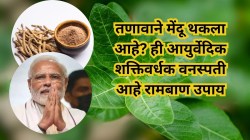 झोपण्याआधी फक्त १/४ चमचा अश्वगंधा दुधात मिसळून प्या, मेंदूला मिळते नवी ताकद, मन होईल शांत