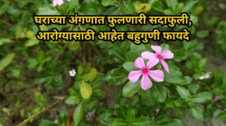 घरातली अंगणात सहज उगवणारी सदाफुली, मासिक पाळीपासून मधुमेहापर्यंत उपयोगी कशी? आयुर्वेदात इतकी महत्त्वाची का मानली जाते?