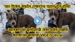 मृत्यूनंतरही सोडली नाही साथ! हिमालयाच्या बर्फात चार दिवस मृत मालकाजवळ पहारा देणार्‍या प्रामाणिक श्वानाचा VIDEO Viral