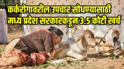 गायीच्या उत्पादनांपासून कर्करोगावर इलाज: संशोधनासाठी भाजपा सरकारने खर्च केले ३.५ कोटी रुपये; निष्कर्ष शून्य, चौकशी सुरू