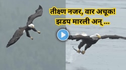 तीक्ष्ण नजर, नेमका वार! मुसळधार पाऊस आणि दाट धुक्यात गरुडाने केली माशाची शिकार, अंगावर काटा आणणारा Video