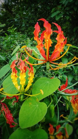 Gloriosa-Superba-Kalalavi