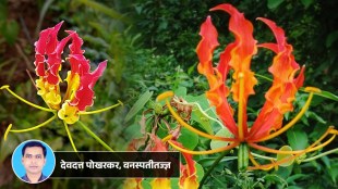 Gloriosa-Superba-Flame-lilly