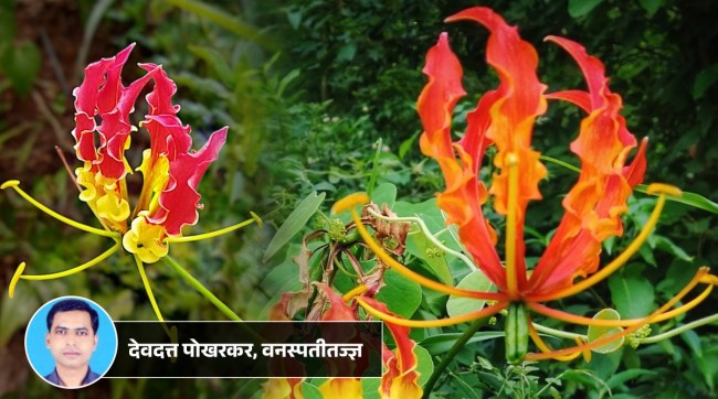Gloriosa-Superba-Flame-lilly