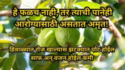 हे फळच नाही, तर त्याची पानेही आरोग्यासाठी असतात अमृत! हिवाळ्यात रोज खाल्यास झटक्यात साफ होईल साफ अन् वजन होईल कमी