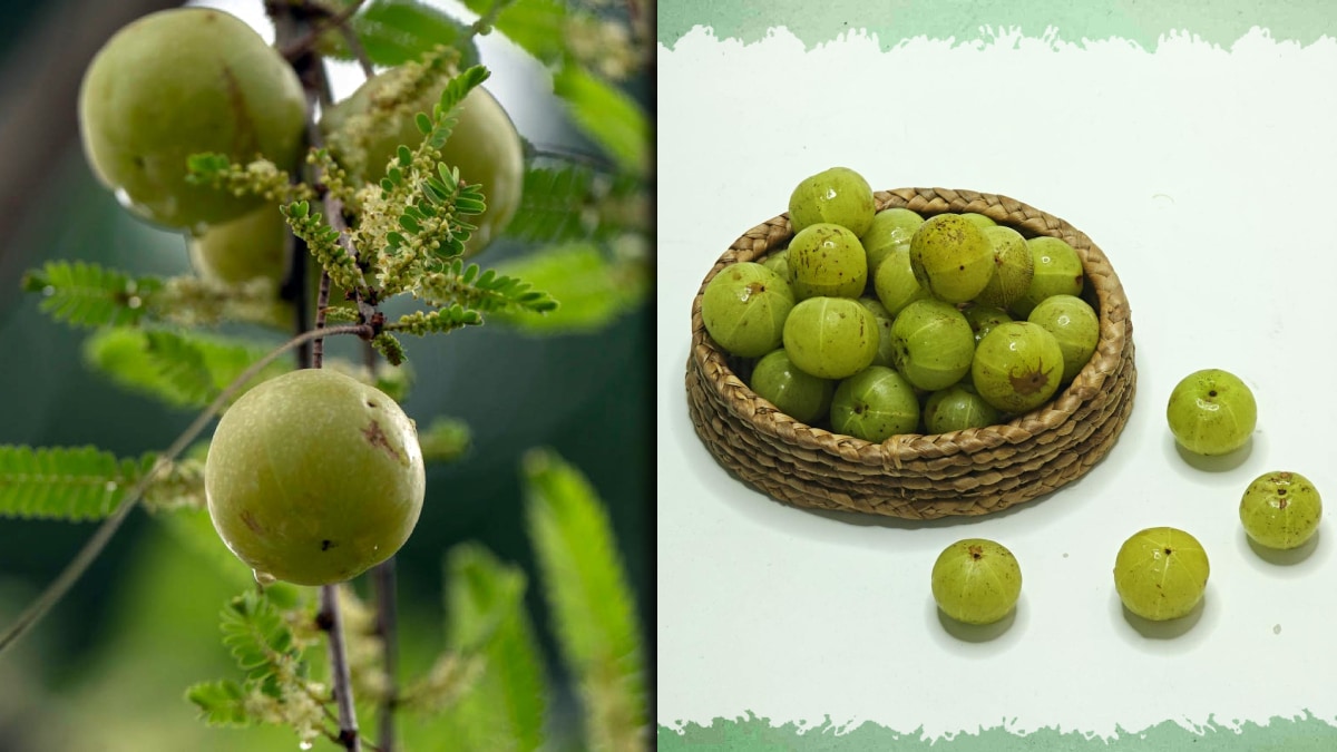 Health Benefits Of Eating Amla In Winter 2026