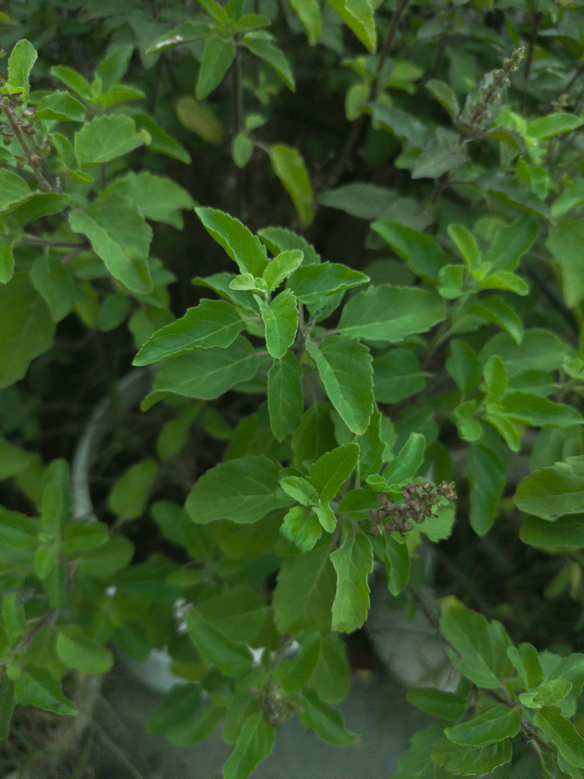 how to take care of tulsi plant