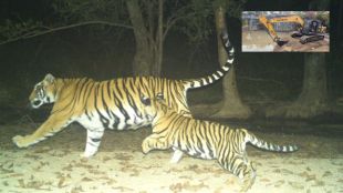 Illegal sand mining exposed in tiger habitat of Navegaon Nagzira buffer zone