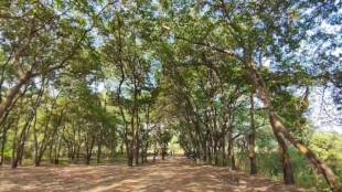 NGT orders on tree felling at Nashik Kumbh Mela; Trees safe till February 20