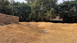 MSP Reality : नोंदणीच्या तुलनेत मका खरेदी ४ टक्केही नाही! हमी भावाच्या नावाने ही थट्टा नव्हे काय ?