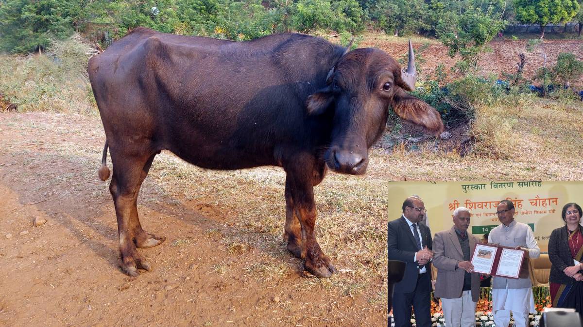 Satpura indigenous breeds The Melghat buffalo national recognition breed tag
