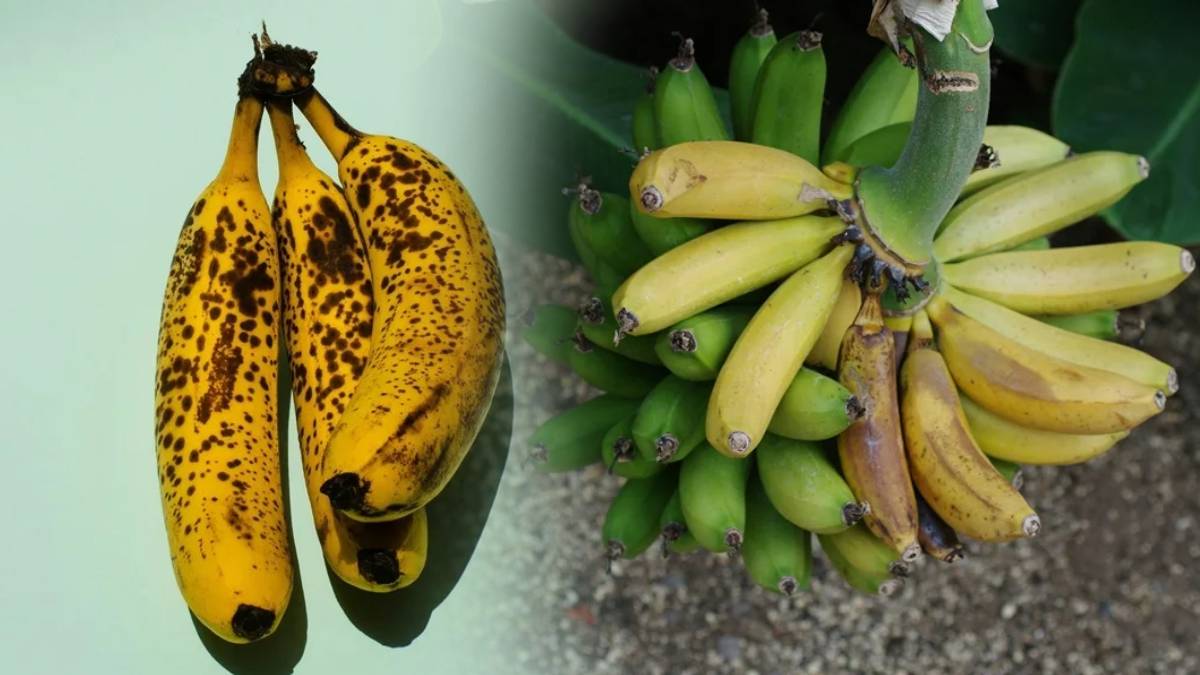 Overripe banana health benefits