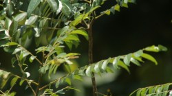 घरातल्या कढीपत्त्याची वाढ थांबलीय? मग खतात करू नका बदल; फक्त स्वयंपाकघरातील या पदार्थाची साल ठरेल वरदान