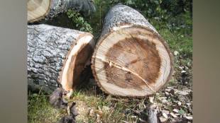 MMRDA tree cutting, Eastern Expressway expansion Mumbai, Ghatkopar Thane road project, Mumbai environmental protests, tree felling controversy Mumbai, Pune Green Tribunal cases, Mumbai urban development,