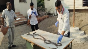 mysterious cobra snakes deaths in shirur kasar beed lab report awaited wildlife worried