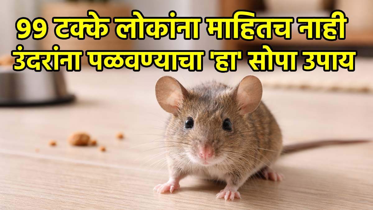 How To Get Rid Of Rats