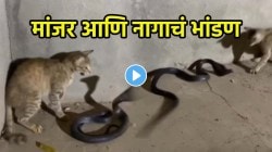 आईशप्पथ, मांजरीने घेतला नागाशी पंगा… सरळ नागाच्या फण्याला ओरबाडले अन्… VIDEO पाहून अंगावर येईल काटा