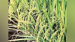 विश्लेषण : तांदूळ उत्पादनातील आघाडी भारताला किती फायद्याची?