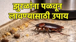 झुरळे तुमच्या घराकडे ढुंकूनही पाहणार नाहीत; ‘या’ घरगुती उपायांनी होईल त्यांचा नायनाट