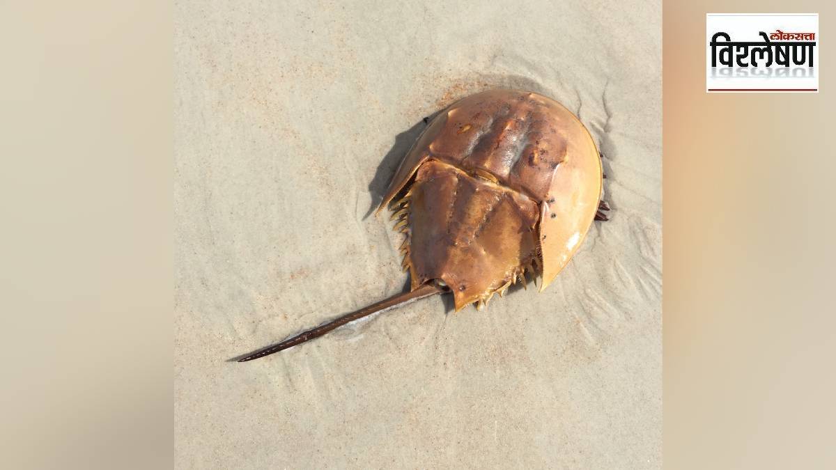 horseshoe crab evolution,horseshoe crab blue blood,ancient marine species,horseshoe crab medical use,horseshoe crab vaccine testing,limulidae family,